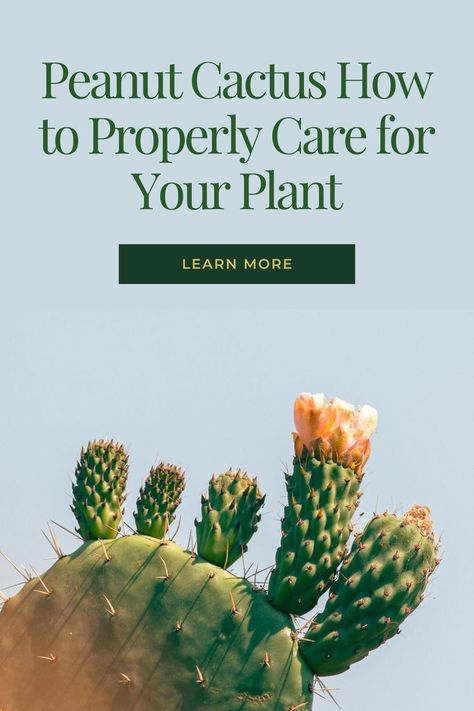 Peanut Cactus Problems? 🥜🌵 Don't let your cute little cactus get you down! I've got the secrets to a happy, healthy peanut cactus. From watering to sunlight, I'll share all the tips and tricks to keep your plant thriving. Let's get your cactus back on track! #peanutcactus #cactuscare #succulents #planthelp #plantlover #succulentlove #plantrescue Peanut Cactus, Cactus Care, Plant Help, Cactus Plant, Happy Healthy, Back On Track, Plant Lover, Cactus Plants, Don't Let