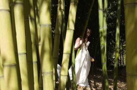 Bamboo Gardens photoshoot by Quavondo. Bamboo Photoshoot Ideas, Bamboo Photoshoot, Bamboo Photography, Gardens Photoshoot, Mango Style, Inspi Photo, Creative Photoshoot, Raw Mango, Nature Photoshoot