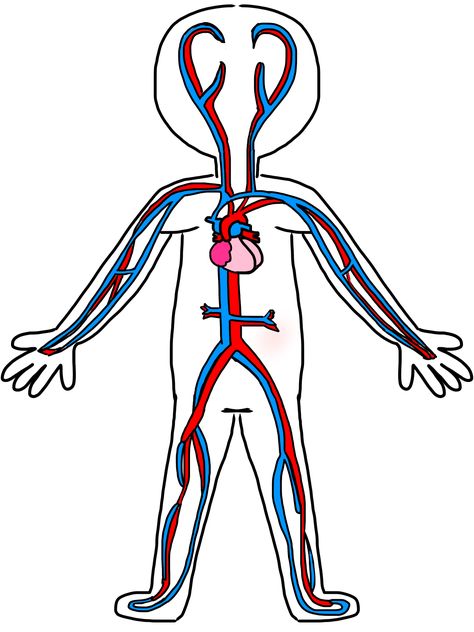 . Cardiovascular System Drawing, Circulatory System Drawing, Circulatory System Projects, Circulatory System For Kids, Human Body Crafts, Png Pic, Muscle Diagram, Sketch Free, Drawing Kids