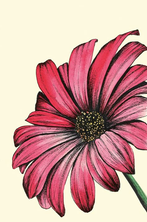 Watercolour And Fineliner Art, Close Up Flower Drawing, Pretty Drawings Of Flowers, Fineliner Flowers, Gerbera Flower Drawing, Flower Illustration Color Pencil, Flowers Drawing Watercolor, Gerbera Flower Painting, Watercolour Pencil Art