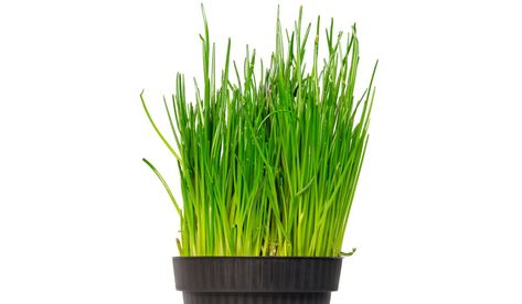 How To Grow Chives From Cuttings - Furney's Nursery Growing Chives, Chives Plant, Garden Harvest, Plant Cuttings, Harvest Time, All About Plants, Organic Matter, Fall Plants, Small Plants