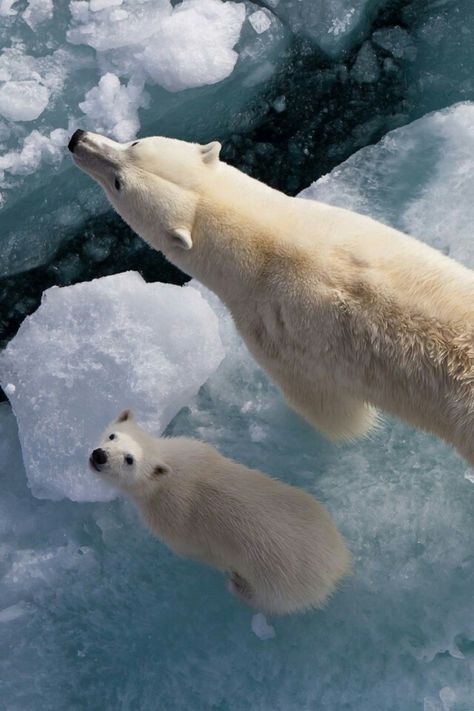 Que beleza Polar Bears, Primates, Animal Planet, Amazing Animals, Animal Photo, Wild Life, Beautiful Animals, Nature Animals, 귀여운 동물