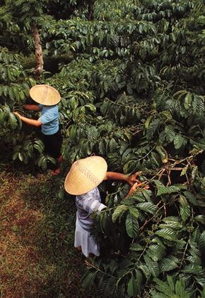 La familia de Memo y Elena tiene una finca de cafetales en Costa Rica. Mientras los amigos son en el bosque de cafetales, ellos oyen los ladrones hablando sobre el ojo de agua. Coffee Bean Tree, Coffee Around The World, Coffee Origin, Bali Lombok, Coffee Tree, Coffee Roastery, Coffee Gif, Coffee Farm, Coffee Plant