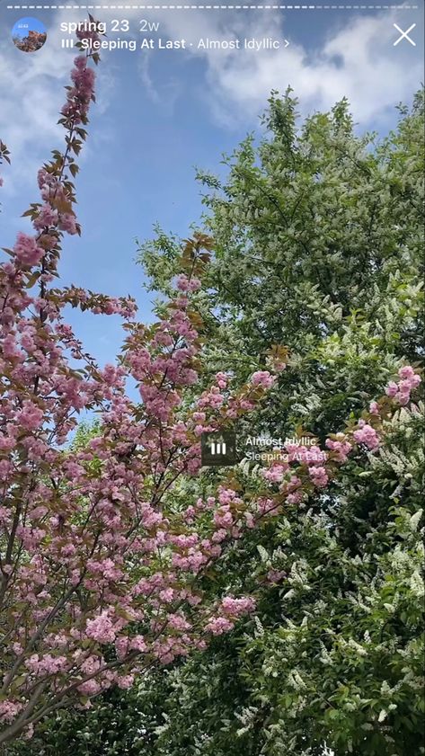 Flower Ig Story Ideas, Cherry Blossom Caption Instagram, Spring Instagram Story Ideas, Spring Ig Story, Spring Insta Story, Flowers Insta Story, Spring Instagram Story, Spring Aesthetic Flowers, Insta Hacks