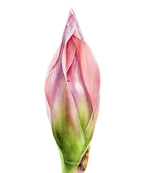 Etlingera Elatior, Contemporary Botanical Art, Botanical Sketchbook, Color Pencil Illustration, Colored Pencil Artwork, Watercolor Flower Art, Illustration Painting, Floral Artwork, Flower Art Painting