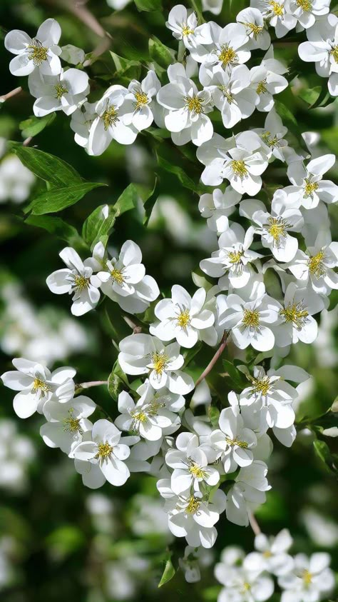 Cute Usernames For Instagram, White Jasmine Flower, Flower Desktop Wallpaper, Floral Design Wallpaper, Forest Beach, Beautiful White Flowers, Aesthetic Scenery, Flower References, Beautiful Bridal Dresses