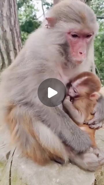 Nature Reels, Dance Cakes, Monkey Baby, Baby Monkey, Mothers Love, Monkeys, The Wind, Animals, Instagram