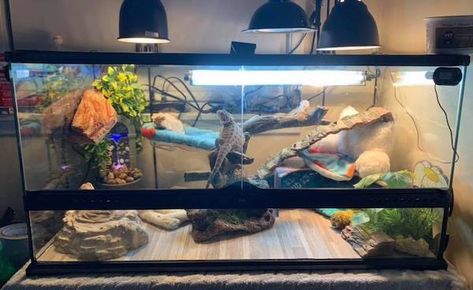 Bearded Dragon Terrarium Ideas Tanks, Bearded Dragon Tank Ideas, Diy Bearded Dragon Cage, Bearded Dragon Enclosure Ideas, Bearded Dragon Tank Setup, Fancy Bearded Dragon, Bearded Dragon Setup, Diy Bearded Dragon Enclosure, Lizard Cage