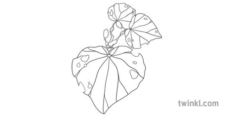 Kawakawa Leaf, Laser Templates, Leaves Sketch, Leaf Drawing, Leaf Tattoos, Tatting, Tattoo Ideas, Humanoid Sketch, Black And White