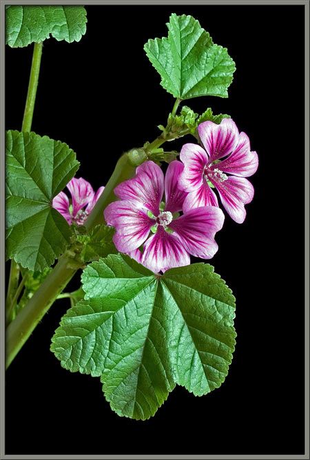 high mallow wild flower British Wild Flowers, Mallow Flower, Hollyhocks Flowers, Unusual Flowers, Orchid Plants, Plant Pictures, Beautiful Rose Flowers, Shade Plants, Sugar Flowers