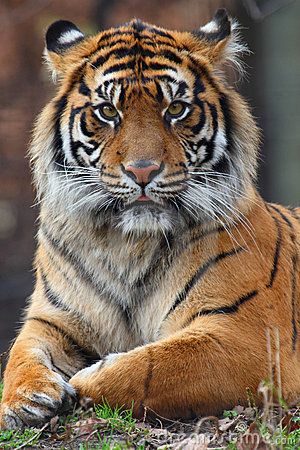 Male Tiger, Tiger Photography, Dekoratívne Vence, Wild Animal Wallpaper, Tiger Wallpaper, Wild Animals Photography, Tiger Pictures, Siberian Tiger, Big Cats Art