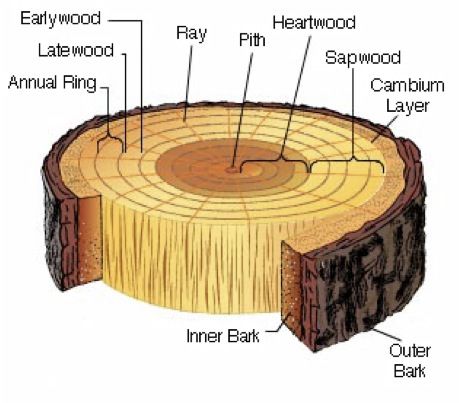 Tree Anatomy, Parts Of A Tree, Stem Club, Nature Education, Tree Growth, Tree Identification, Tree Study, Plant Tissue, Woodworking Joinery