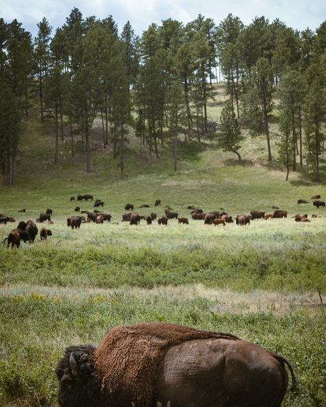 Bison Farming, Bison Ranching, Bison Photo, Buffalo Painting, Bison In Snow Photography, Buffalo Photography American Bison, American Bison, Yellow Stone, Yellowstone National Park