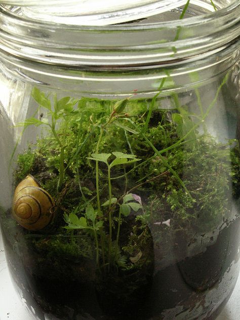 Snail Terrarium, Pet Snails, Moss Terrarium, Terrarium Plants, Succulent Terrarium, Plant Mom, Green Aesthetic, Botany, Mythical Creatures