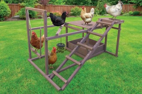 Chicken Playground, Chicken Roost, Cute Chicken Coops, Backyard Chicken Coop Plans, Diy Chicken Coop Plans, Chicken Toys, Chicken Coop Run, Backyard Chicken Farming, Raising Backyard Chickens