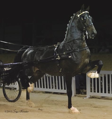 Hiro T - Dutch Harness Horse Rani Chennamma, Dutch Harness Horse, Driving Horses, Nice Animals, Hackney Horse, Horse Herd, Carriage Driving, Horse Harness, Beautiful Horse Pictures