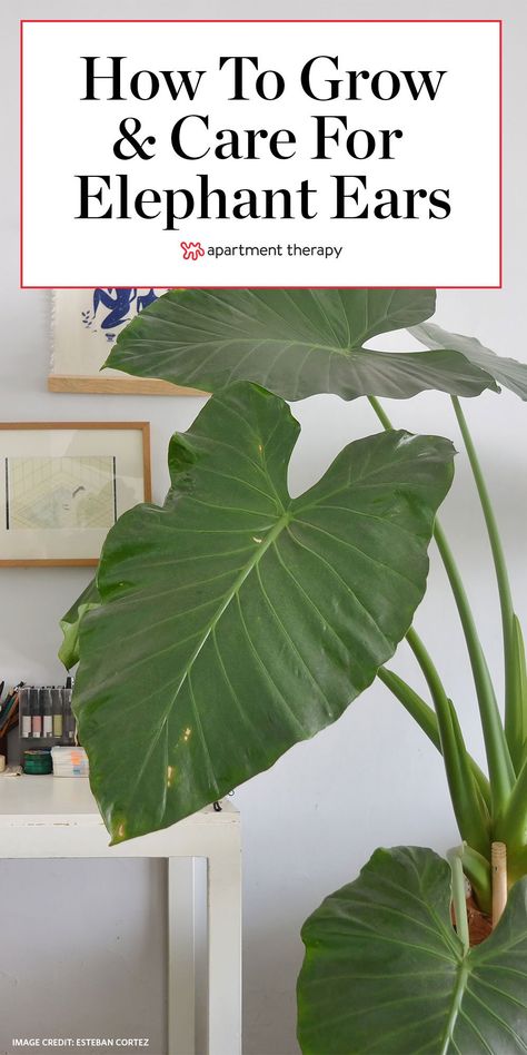 If you thought monstera was massive, wait until you see elephant ears. Whether you're planting indoors or out, these alocasia plants are a lot of fun to grow. #houseplants #alocasia #elephantears #elephantearplant #largehouseplants #plantcaretips #alocasiacare #indoorplants #houseplants Elephant Ear Plant Indoor, Elephant Ear Plants, Elephant Plant, Arreglos Ikebana, Alocasia Plant, Elephant Ear Plant, Plant Indoor, Plant Care Houseplant, Plant Propagation