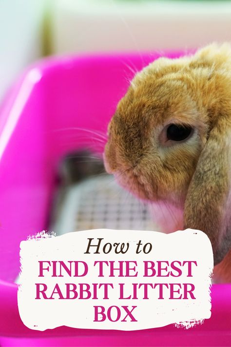 Pig Litter Box Ideas, Litter Training Rabbits, Litterbox Solutions, Guinea Pig Information, Litter Box Ideas, Bunny Litter Box, Best Litter Box, Litter Tracking, Rabbit Litter