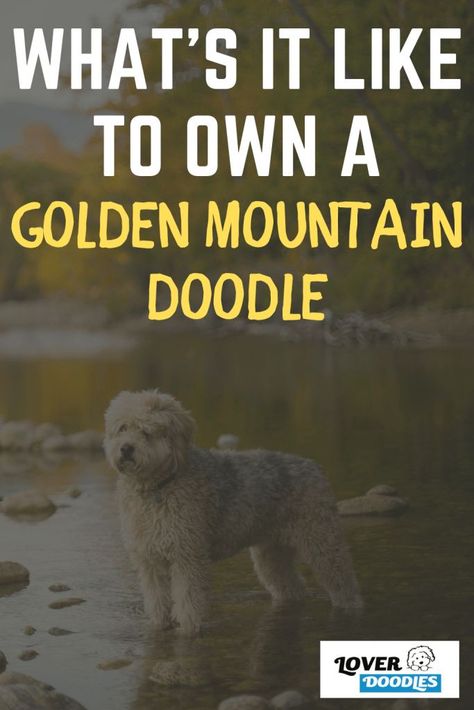 It’s pure bliss and love. You will have a best friend that understands your every emotion without speaking a word. Wouldn’t you like to have a pal like this in your life? Read full post! #goldenmountaindoodle Golden Mountain Doodle, Mountain Doodle, Mountain Doodles, Doodle Dog Breeds, Huge Teddy Bears, Doodle Pictures, Golden Mountain, Best Weighted Blanket, Mini Doodle