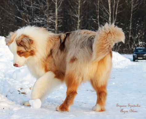 Blonde Australian Shepherd, Australian Mountain Dog, Australian Shepherd Fursona, Dog Looking Up, Aussie Red Merle, Red Wolf Pup, Red Merle Australian Shepherd Puppy, Golden Aussie, Red Merle Aussie