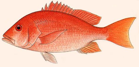 red snapper Red Snapper Drawing, Red Fish Drawing, Snapper Drawing, Red Snapper Fish, Snapper Fish, Photoshop Video Tutorials, Photoshop Video, Red Snapper, Envelope Art