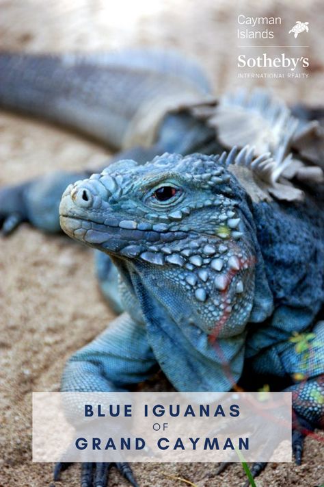 Brilliant blue lizards walk the island. Only to be found in Grand Cayman, the endangered species is not to be missed. Blue Iguana, Botanic Park, Dragon Mythology, Cruise Terminal, Blue Lizard, Colored Pencil Artwork, Interesting Animals, Space Pirate, Grand Cayman