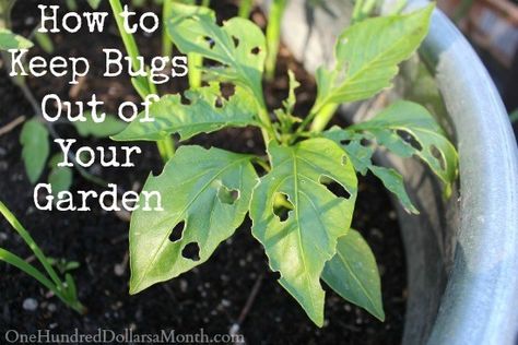 Slugs In Garden, Bad Bugs, Lawn Pests, Garden Insects, Garden Pests, Garden Care, Community Gardening, Small Gardens, Raised Garden