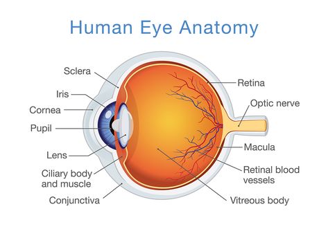 Eye Anatomy Diagram, Diagram Of The Eye, Human Eye Diagram, Human Eye Anatomy, Anatomi Dan Fisiologi, Eye Structure, Eye Anatomy, Optic Nerve, Eye Parts