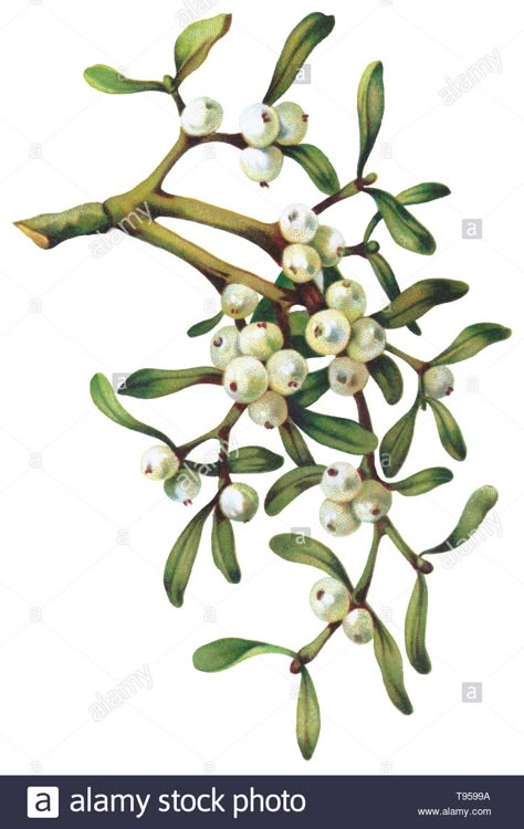 Edwardian illustration of mistletoe (Viscum album). From a postcard celebrating New Year's Eve Stock Photo - Alamy Mistletoe Drawing, Yule Crafts, Illustration Botanique, Paper Art Craft, Christmas Poster, Christmas Ornaments Homemade, Watercolor Leaves, Plant Illustration, Christmas Mood