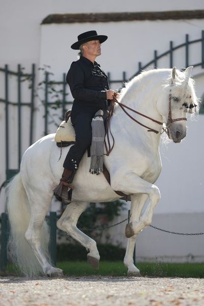 Lippizaner, Horse Dressage, Andalusian Horse, Most Beautiful Animals, Dressage Horses, Horse World, Majestic Horse, Horse Crazy, Clydesdale