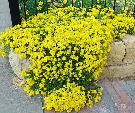 Commonly called Basket of Gold, perennial alyssum makes a wonderful wall or rock garden plant. Every spring it develops masses of cheerful yellow flowers that look terrific tucked between rocks and boulders. Shrubs Landscaping, Rock Garden Plants, Sun Garden, Areas Verdes, Rock Gardens, Best Plants, Rock Garden Landscaping, Ground Cover Plants, Have Inspiration