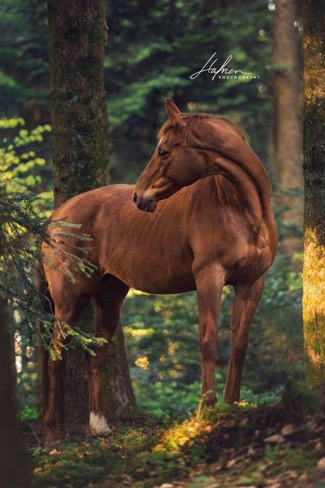 Horse Looking Back, Horse Inspiration, Most Beautiful Animals, Majestic Horse, Horse World, All The Pretty Horses, Horse Equestrian, Equine Photography, Horse Life