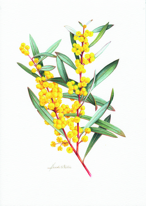 In pictures: Australian wattle Wattle Illustration, Wattle Tattoo, Australia East Coast, Golden Wattle, Merle Australian Shepherd, Australian Wildflowers, Australian Flowers, Australian Native Flowers, Australian Plants