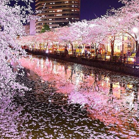 Tokiyo, Japan Hanami Festival, Matsuri Festival, Cherry Blossom Japan, Monte Fuji, Wonderful Nature, Scenery Photos, Blossom Trees, Dream Destinations, Places Around The World