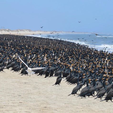 Cape Hatteras National Seashore, Sea Shanties, Nc Mountains, Coastal Lifestyle, Cape Hatteras, Grain Of Sand, Park Ranger, Blue Ridge Parkway, National Park Service