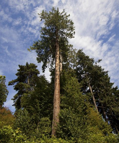 Red Cedar tree Western Red Cedar Tree, Red Cedar Tree, Fire Pit Mat, Outdoor Tv Cabinet, Thuja Plicata, Fairytale Forest, Cool Fire Pits, Cedar Tree, Conifer Trees