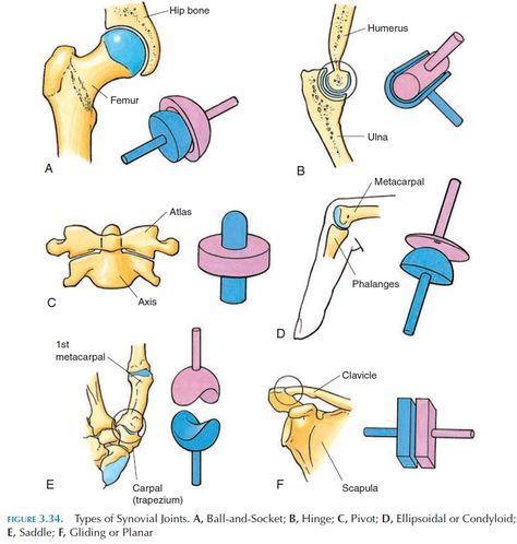 Classification of Synovial Joints Human Joints Project, Knee Joints Drawing, Synovial Joints Anatomy, Synovial Joints, Skeletal System Anatomy, Human Joints, Hip Anatomy, Joints Anatomy, Anatomy Education