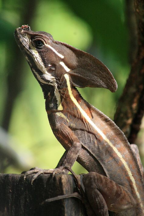 Lizard That Looks Like A Dragon, Cool Reptiles, Lizard Reference, Lizard Aesthetic, Lizard Photography, Reptile Photography, Lizard Monster, Sitting Dragon, Garden Lizard