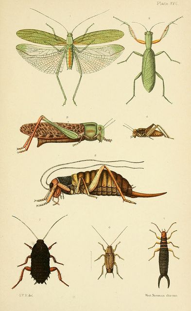 An elementary manual of New Zealand entomology;.  London,West, Newman & Co.,1892.. Weta Insect, Leg Tats, Trout Art, Scientific Drawing, Aquatic Insects, Caddis Flies, Dragon Flies, Beautiful Bugs, Insect Art