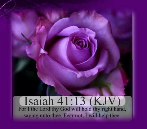 Isaiah 41:13 kjv Rose Violette, All Things Purple, Purple Rose, Beautiful Rose Flowers, Easy Garden, Rose Wallpaper, Love Rose, Exotic Flowers, Purple Roses