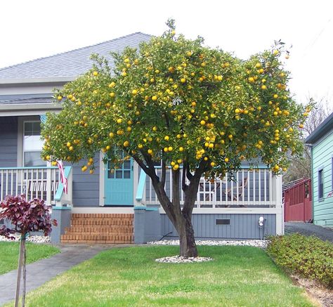 Lemon tree to replace willow Lemon Tree In Garden, Myer Lemon Tree, Lemon Tree In Front Yard, Fruit Tree Front Yard, Lemon Tree Garden Landscapes, Citrus Trees Landscape, Lemon Tree Garden, Tree Front Yard, Trees For Backyard