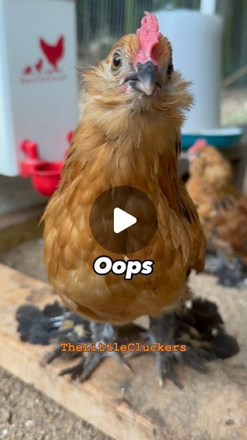 Funny Chicken Videos, Chicken Videos, Dance Clips, Funny Chickens, Polish Chicken, Tick Tocks, Family Jokes, Oops I Did It Again, Pet Videos