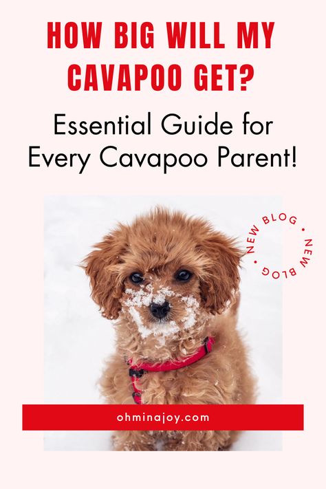 Confused about your cute Cavapoo's growth? Wonder no more with our extensive guide on Cavapoo full-grown size. Learn about what to expect, understand growth stages, and provide the best care for your charming Cavapoo. Equip yourself with the right knowledge today! Cavapoo Grooming Styles, Cavapoo Grooming, Cavapoo Full Grown, Cavapoo Dogs, Grooming Style, Watercolor Pet Portraits, Crate Training, Your Cute, Pet Care Tips