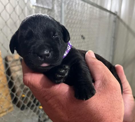 Jackson's Labrador Retrievers Has Labrador Retriever Puppies For Sale In Mayo, FL Labrador Puppies For Sale, Labrador Puppies, Labrador Retriever Puppies, Retriever Puppies, Labrador Retrievers, Labrador Puppy, American Kennel Club, Puppies For Sale, Dog Training