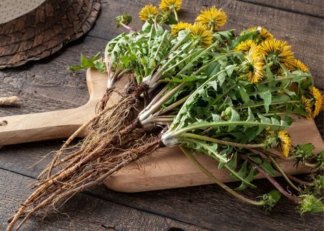 Roasted Dandelion Root, Tinctures Recipes, Dandelion Benefits, Organic Cream, Dandelion Leaves, Sansevieria Trifasciata, Coffee Alternative, Herbal Tinctures, Dandelion Root