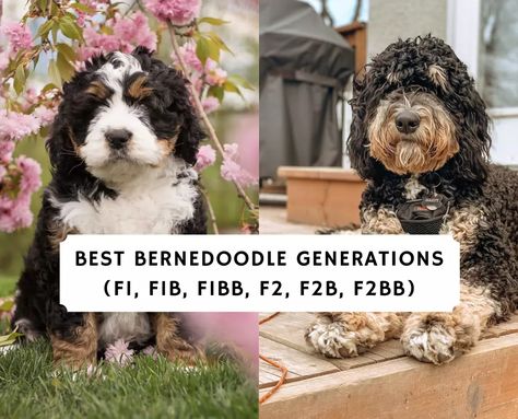 Bernadoodle Puppy, Chihuahua Facts, Dog Crossbreeds, Mini Bernedoodle, Bernedoodle Puppy, Hybrid Dogs, Love Doodles, Purebred Dogs, Puppy Names