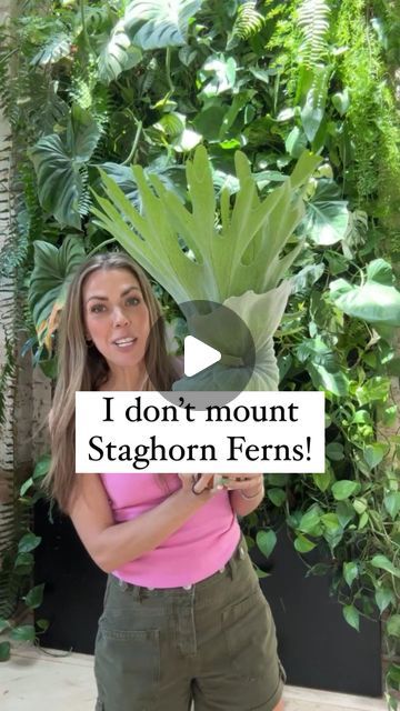 Happy Happy Houseplant🪴Mandi Gubler on Instagram: "Do you mount your staghorn ferns?!  They for sure look great mounted, but I prefer to keep them in a cute planter.  It’s a lot easier to water them that way and you avoid any possible water damage on your walls!  If this was helpful, pass this along to a friend who loves staghorn ferns!  #staghornfern #ferns #plantcare #houseplanttips #urbanjungle #indoorjungle" Staghorn Fern Indoor, Living Wall Planter Outdoor, Staghorn Mounting Ideas, Wall Of Plants Outdoor, Staghorn Fern Mounting Ideas, Staghorn Fern Wall, Mounting A Staghorn Fern, Staghorn Fern Hanging Ideas, How To Hang A Staghorn Fern