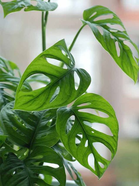 How to Care for Monstera Adansonii (Swiss Cheese Vine) – Mod and Mint Monserat Plant, Monstera Adansonii Care, Verigated Monstera, Swiss Cheese Monstera, Monstera Swiss Cheese Plant, Monstera Laniata, Albino Monstera Plant, Monstera Adansonii, Swiss Cheese Plant