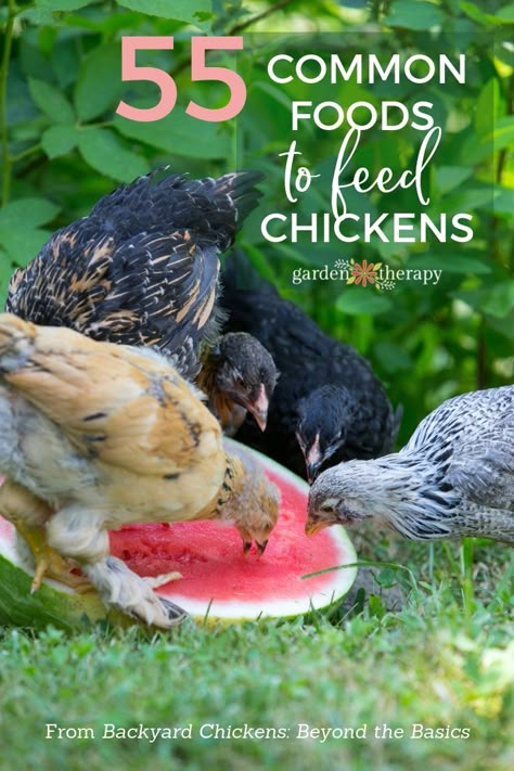 Chicken Necessities, Chicken Genetics, Feed Chickens, Food For Chickens, Chicken Raising, Chicken Supplies, Farm Chickens, Raising Chicken, Henny Penny