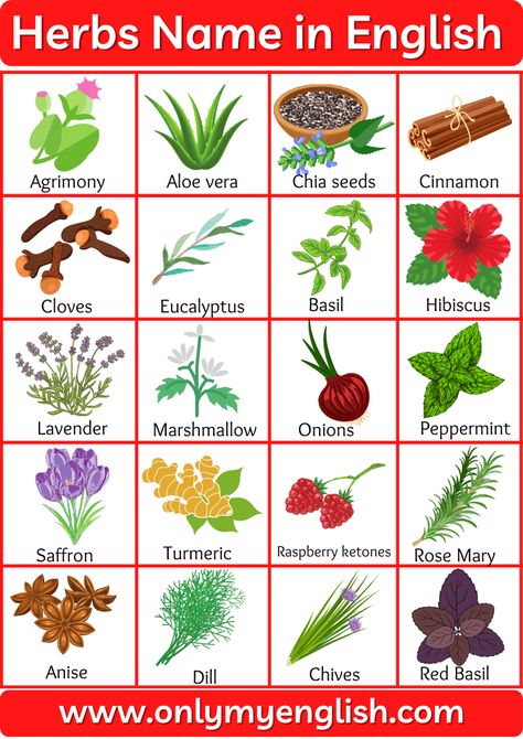 Herbs Name: List of Herbs Name in English Verbs Kindergarten, Pretty Flower Names, Alphabet Wall Cards, Plants Names, Herbs Image, English Meaning, Herbs List, Planting For Kids, Hand Lettering Worksheet